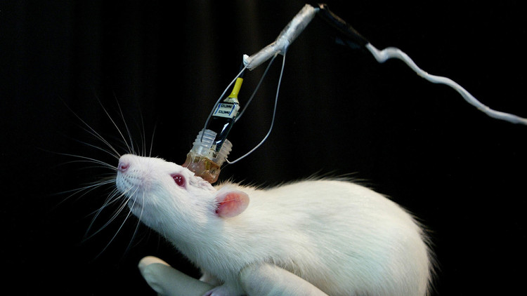 Científicos realizan el primer trasplante "exitoso" de cabeza en una rata
