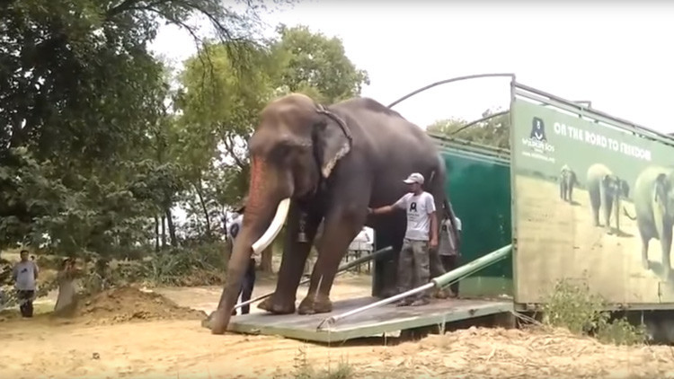 VIDEO: Liberan a un elefante en India tras sufrir más de 50 años de maltrato