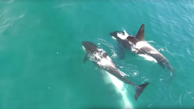 De cacería: Unas orcas acechan y matan a una ballena de 12 metros de longitud (VIDEO)