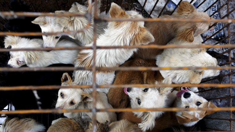 VIDEO: Activistas rescatan a 1.300 animales destinados al festival de la carne de perro en China