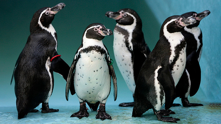 Chile cancela un megaproyecto minero multimillonario por los pingüinos