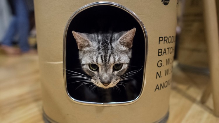 "¿Puede un gato ser sólido y líquido?": El Premio Ig Nobel de Harvard y sus ganadores más locos