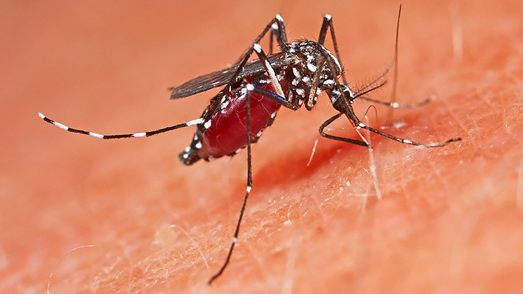 Estudio: Mosquitos que transmiten enfermedades mortales podrían invadir el 75 % de EE.UU.