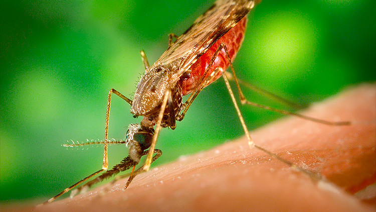 "Estamos perdiendo una carrera peligrosa": La 'súper malaria' se extiende rápidamente en Asia