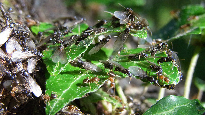 Desmembrar es sobrevivir: explican un macabro rito de las hormigas reina