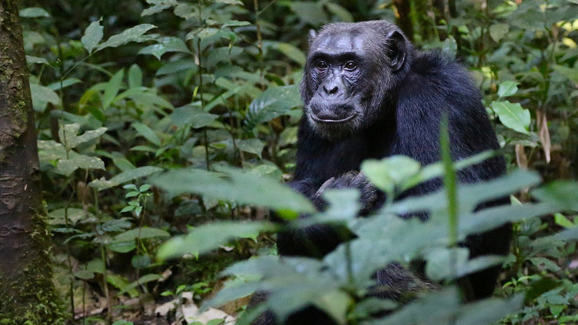 El espeluznante motivo por el que las chimpancés huyen lo más lejos posible para dar a luz