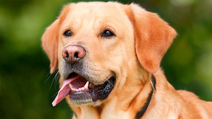 Científicos: Los perros intentan comunicarse con nosotros con sus expresiones faciales