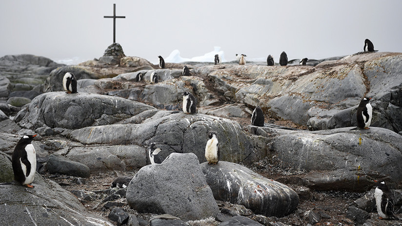 Solo dos sobrevivientes: Alerta por muerte masiva de crías de pingüinos en Antártida Oriental