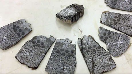 Antiguos y gigantes: encuentran en China los restos de 'árboles-seta' prehistóricos