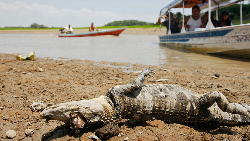 Terrorífico: caimanes y reses mueren por decenas en Brasil (video fuerte)