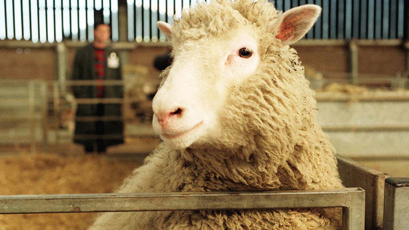 ¿La clonación 'mató' a la oveja Dolly? Desmienten el mayor mito sobre su muerte