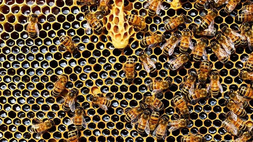 Científicos desmontan el mito del "apocalipsis" de las abejas