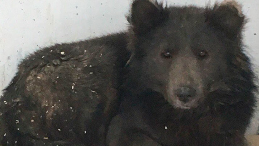¿Perro u oso? Un 'perroso' deja boquiabiertos a los rusos (FOTOS)