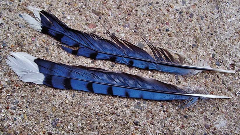 Descubren primera especie de ave híbrida del Amazonas