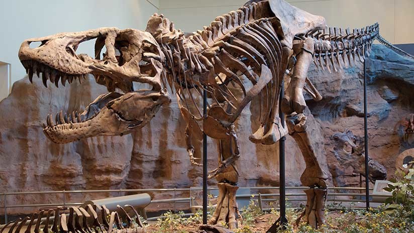 Nuevas revelaciones: ¿Cómo era realmente el 'Tyrannosaurus rex'? (IMÁGENES)
