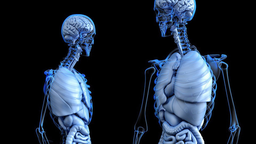 No todos los órganos son 'tan' vitales: ¿Sabe de qué 7 podríamos prescindir?