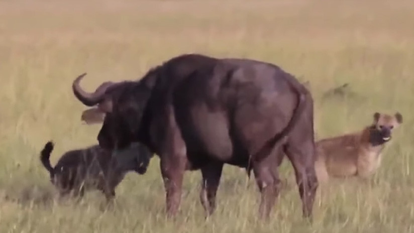 FUERTE VIDEO: Hambrientas hienas le arrancan los testículos a un búfalo y se lo comen vivo