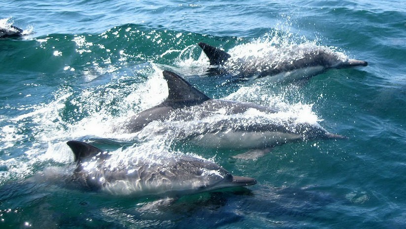 Hallan 88 delfines grises muertos en pocos días en una bahía de Brasil
