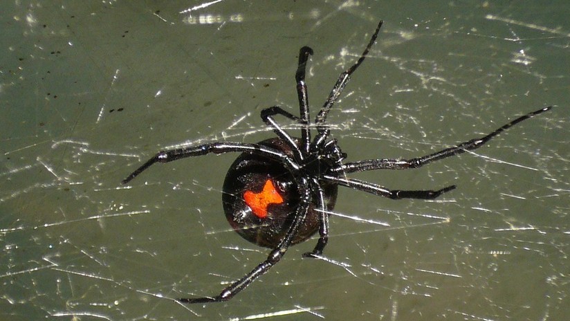 El increíble caso de las arañas macho que buscan hembras jóvenes para no ser devorados (VIDEO)