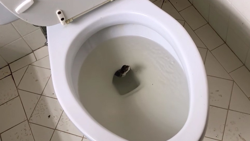 Encuentran una enorme serpiente mientras limpiaban el inodoro (VIDEO)