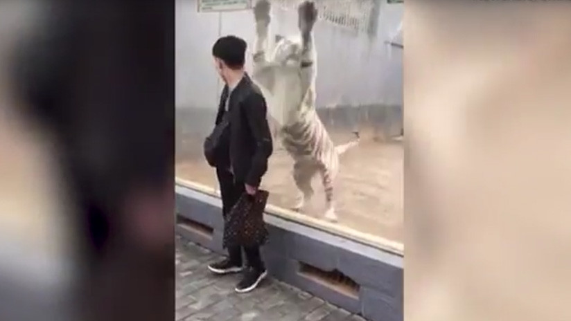 VIDEO: Un enorme tigre blanco 'ataca' a un visitante de un zoológico en China