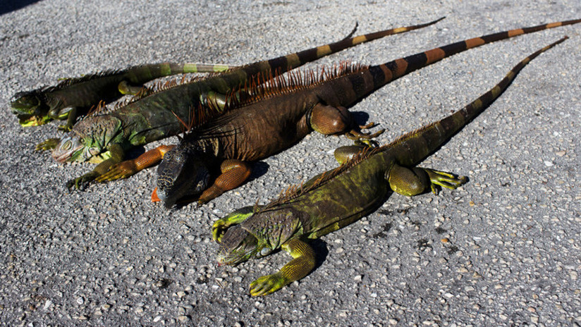 Iguanas descongeladas atacan a residentes en Florida