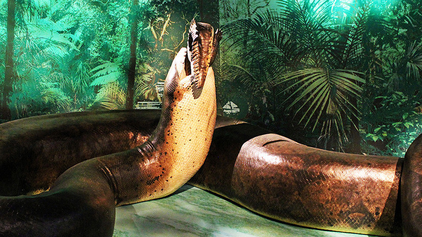 La serpiente prehistórica más grande del mundo 'se cuela' en un museo de EE.UU.