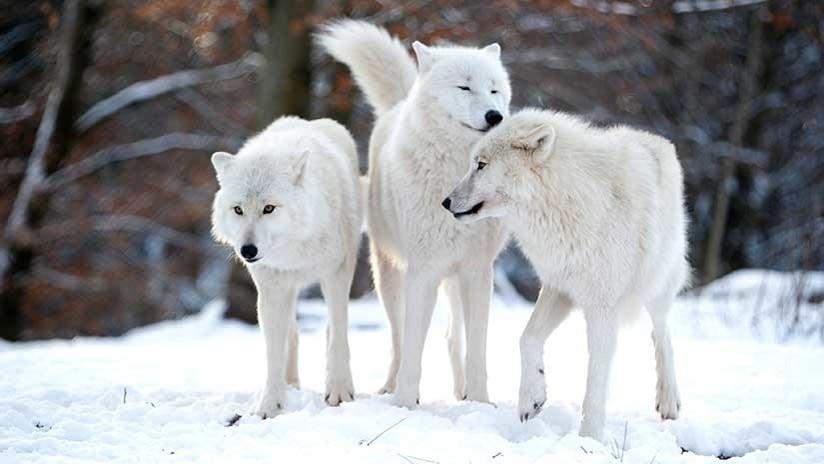 Una cruel batalla entre lobas que defienden con fiereza a sus crías 
