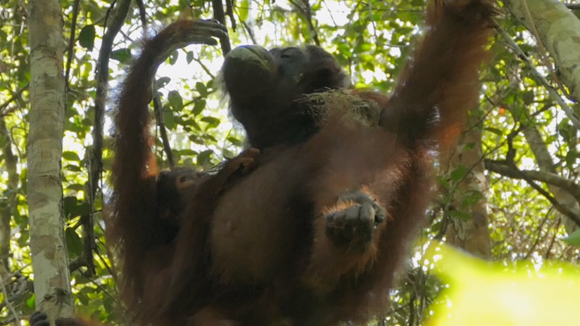 ¡Igual que los humanos! Los orangutanes hacen 'medicamentos' para aliviarse el dolor (VIDEO)