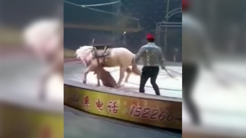 VIDEO: Un tigre y una leona atacan a un caballo en plena función de un circo chino 
