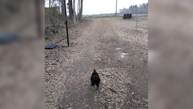 VIDEO: Este gallo corre para recibir a su pequeña dueña todos los días