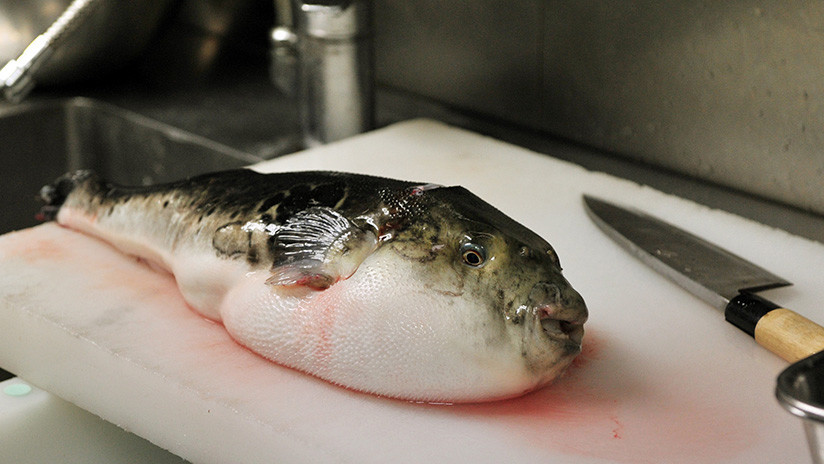 Alerta en Japón: venden por error porciones mortales de pez fugu (VIDEO)