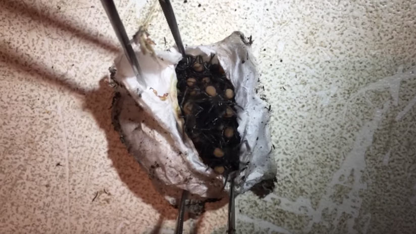 175 arañas mortales salen del huevo (VIDEO)