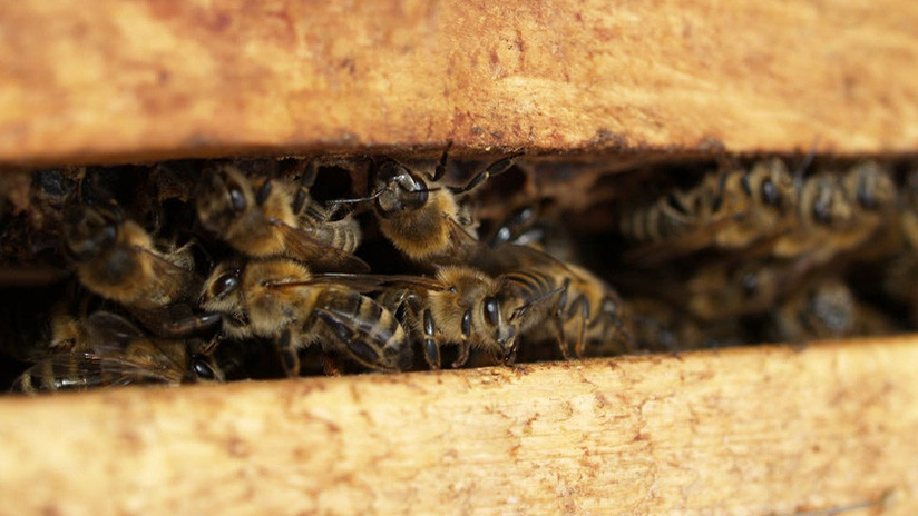 'Apicidio' en masa: Masacran en California a 200.000 abejas rusas e italianas