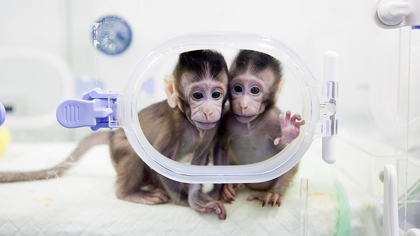 Un hito científico: "La barrera técnica para clonar humanos está ahora rota"