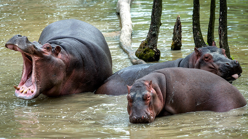 Los 40 hipopótamos de Pablo Escobar: el pesado legado del capo que amenaza con aplastar a Colombia