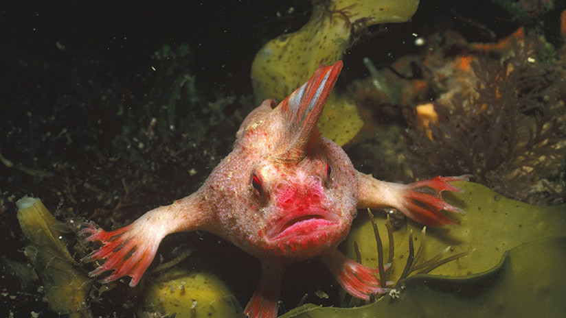 VIDEO: Así es el pez más extraño del mundo, hallado en Australia