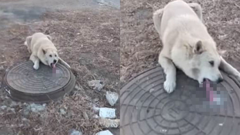 Un perro es rescatado luego que la lengua se le quedara pegada en una coladera (VIDEO)
