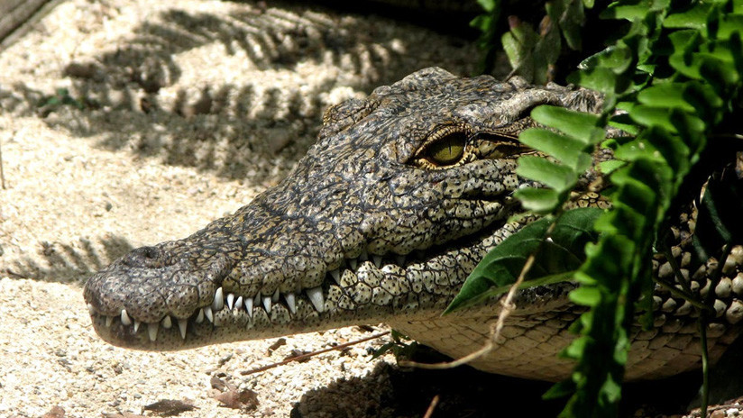 La especie de cocodrilos "mutantes" subterráneos que alerta a los científicos (FOTOS) 