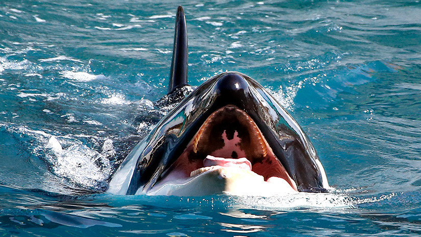 Las orcas aprenden a imitar la voz humana, pronunciar palabras y les sale gracioso (VIDEO)