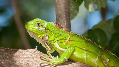 El frío extremo provoca que las iguanas se congelen y caigan de los árboles en Florida (FOTOS)