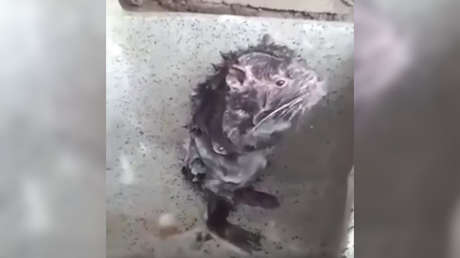 VIDEO: Captan un ratón que 'se ducha' como si fuera un humano