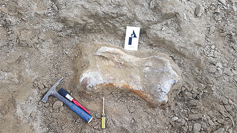 Colombia: Encuentran el fémur de un perezoso gigante fosilizado (FOTO)