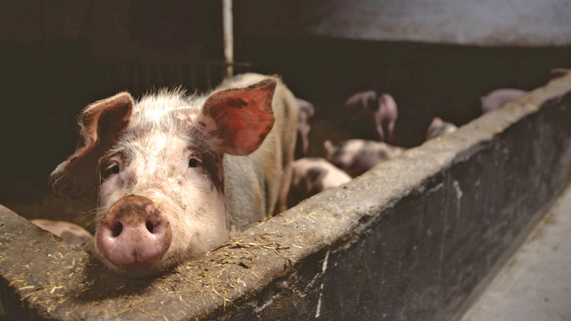 Escándalo en una granja española: Cerdos maltratados y enfermos para consumo humano (VIDEOS)