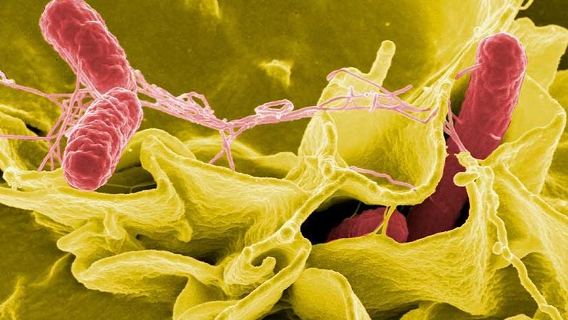 Científicos descubren cómo una bacteria convierte toxinas en oro (FOTO)