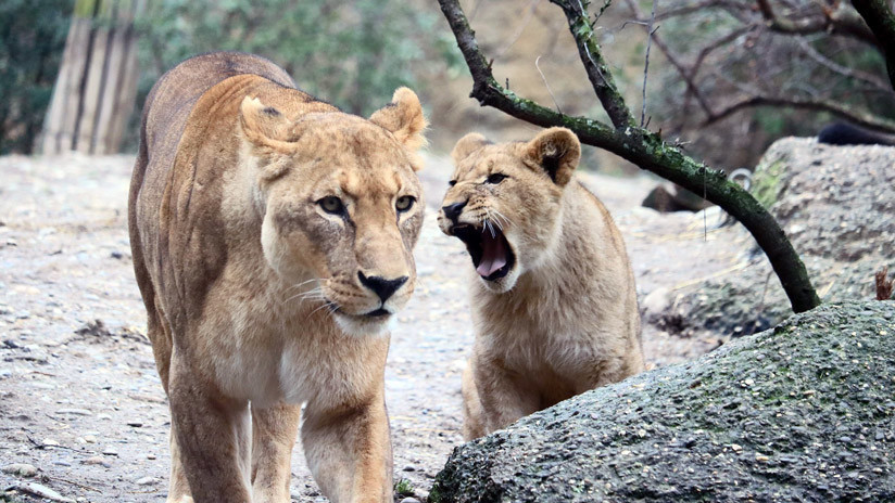 VIDEO: Dos leonas atrapan a un buitre ante el horror de los visitantes de un zoo