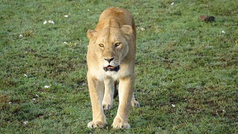 VIDEO: Graban cómo una hiena cae en una emboscada de leones