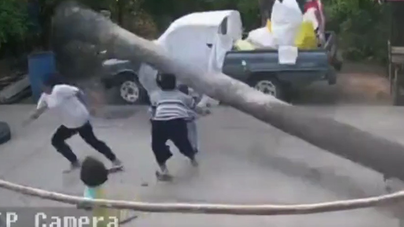 VIDEO: Un niño se salva por los pelos de que le aplaste una palmera de más de 9 metros