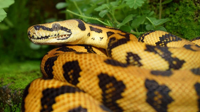 Nigeria: Acusan a una serpiente de comerse 100.000 dólares 