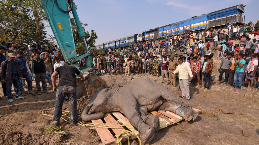 Tren arrolla y mata a cinco elefantes en la India (FUERTES IMÁGENES)